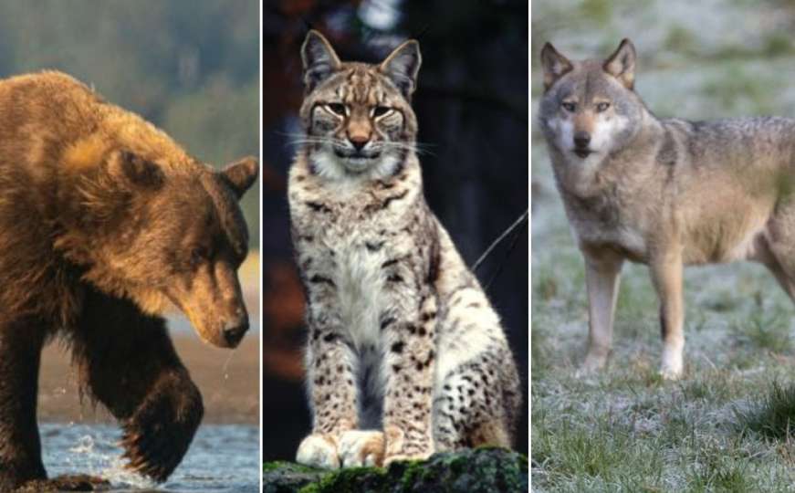 Vlasti u BiH pokreću aktivnosti na unapređenju suživota divljih zvijeri i ljudi