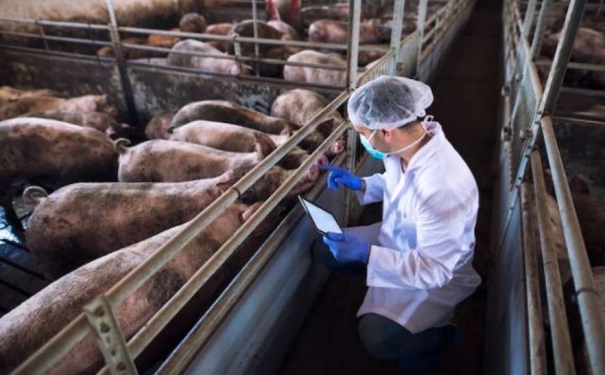 Njemački naučnici planiraju klonirati i uzgajati genetski modificirane svinje