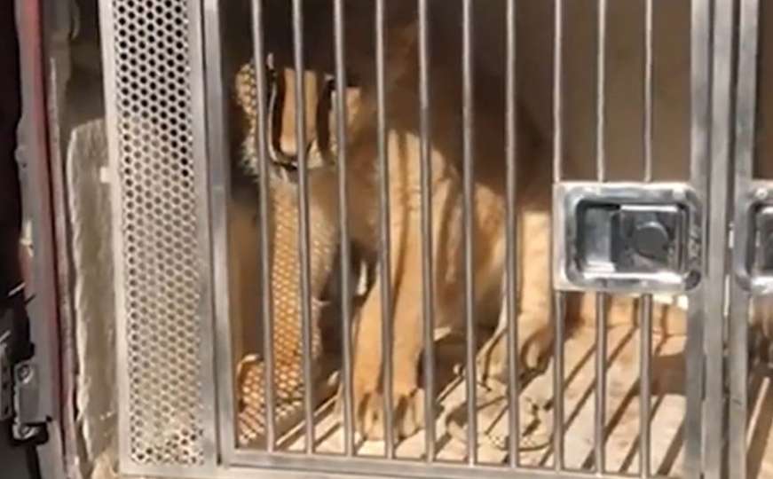 Uhvaćeno mladunče lava od kojeg su danima stahovali građani u bh. komšiluku