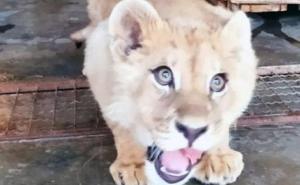 Nakon što je mladunče lava uhvaćeno kod Budve: Evo u kakvom je stanju 