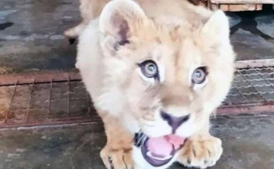 Nakon što je mladunče lava uhvaćeno kod Budve: Evo u kakvom je stanju 