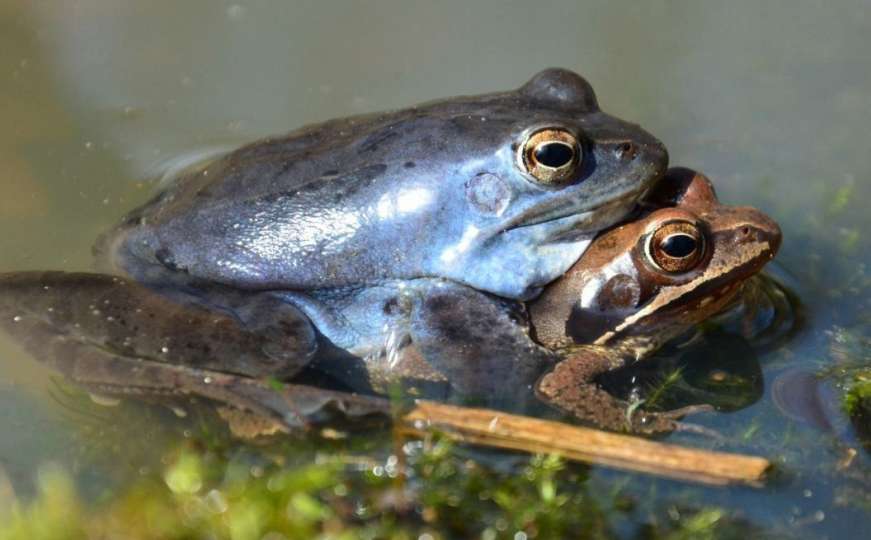 Jeste li vidjeli plavu žabu u BiH? Pronalazaču slijedi vrijedna nagrada