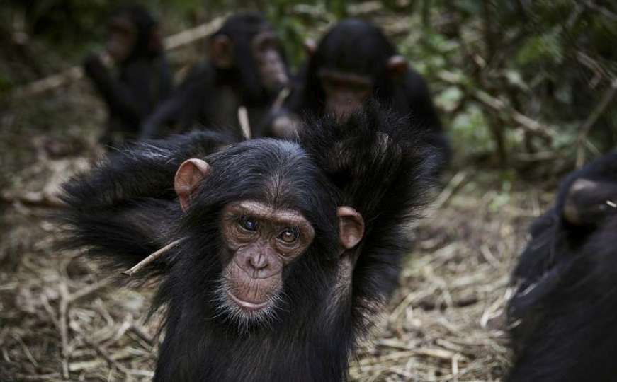 Čudesno otkriće naučnika: Pogledajte za šta čimpanze upotrebljavaju insekte