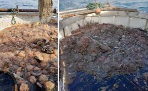 "Ne znamo da li će otići do ljeta": Ribari u šoku, najezda 'morskih pluća' u Jadranu