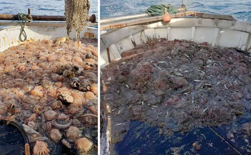 "Ne znamo da li će otići do ljeta": Ribari u šoku, najezda 'morskih pluća' u Jadranu