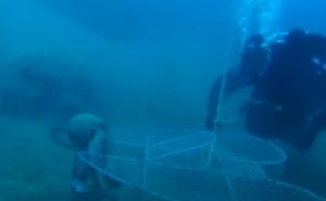 Video koji je ugrijao srca Balkana: Pogledajte ronioca u misiji spašavanja života