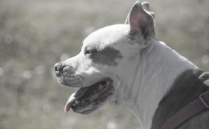 Horor u Srbiji: Umro od srčanog udara nakon što je pit bull rastrgao njegovog psa