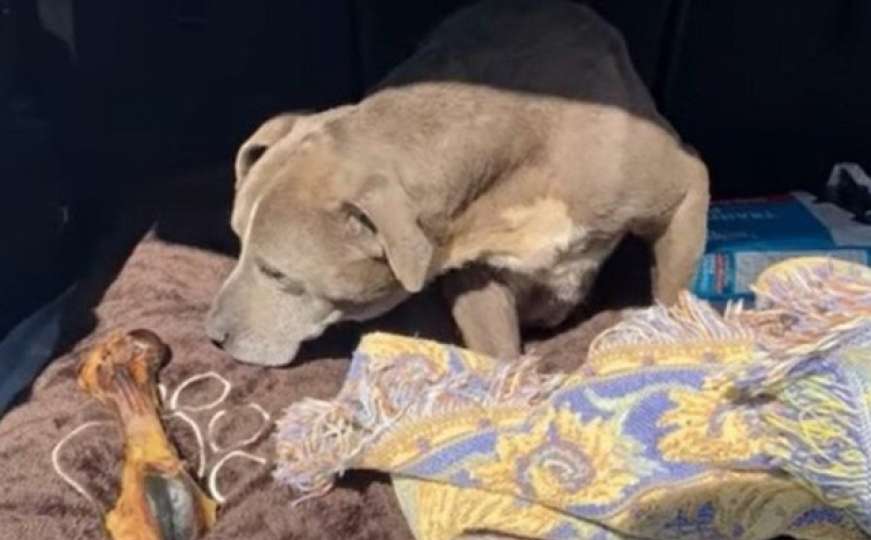 Nestali pas vraćen vlasnicima nakon 12 godina!