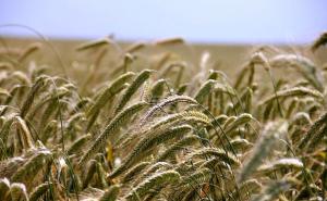 Prijeti li svijetu glad: Drastično porasle cijene pšenice nakon ruskog napada
