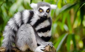 U jeku rata u Kijevu, rodio se lemur - dobio ime Bajraktar: Za to postoji i dobar razlog