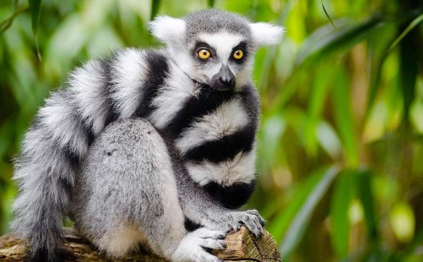 U jeku rata u Kijevu, rodio se lemur - dobio ime Bajraktar: Za to postoji i dobar razlog