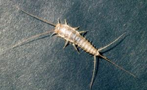 Znate li šta je srebrna ribica: Zvuči slatko, ali nije ni najmanje