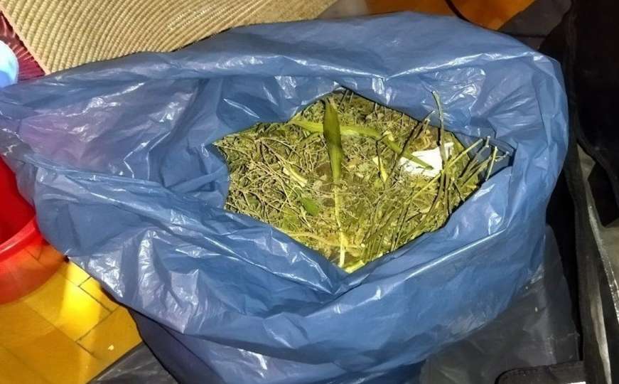 U stanu u Sarajevu uzgajao marihuanu, zaplijenjeno 7 kg 