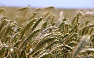 Rat u Ukrajini prijeti glađu u drugim dijelovima svijeta 