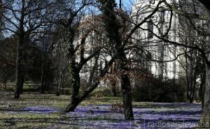  S tobom proljeće - svijet se okreće: Prvi vijesnici proljeća u Sarajevu