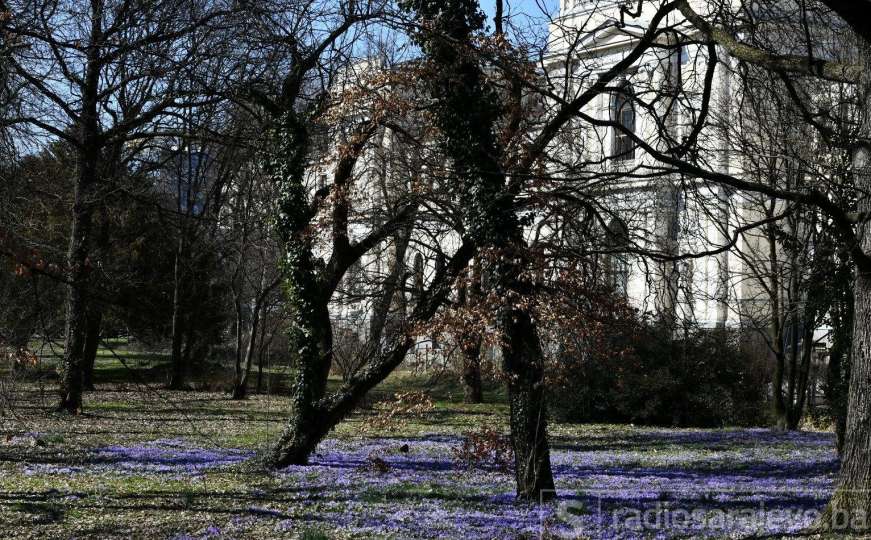  S tobom proljeće - svijet se okreće: Prvi vijesnici proljeća u Sarajevu