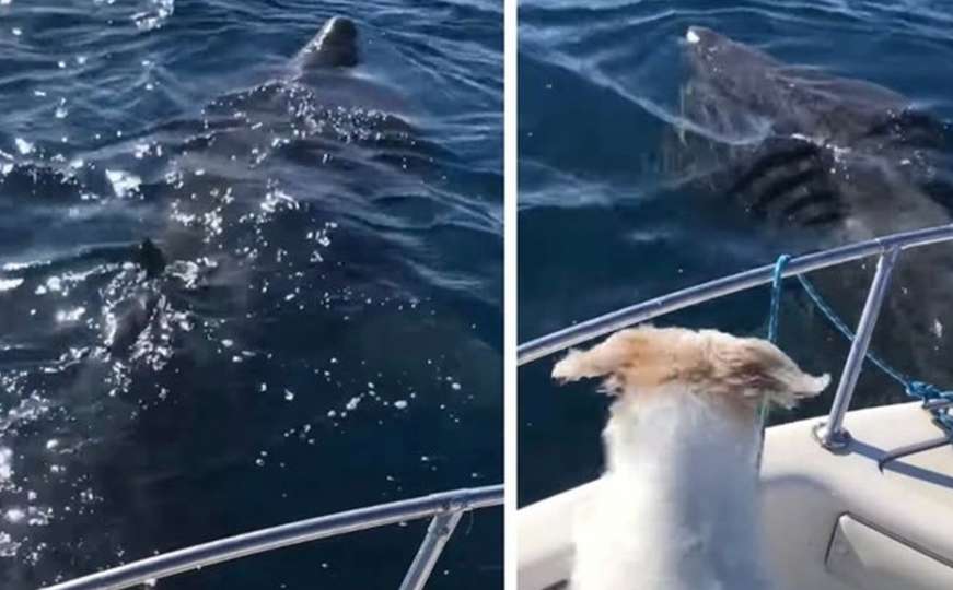 U hrvatskom moru snimljen ogromni morski pas: Dino zabilježio blizak susret sa nemani