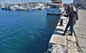 Pogledajte kakva je "beštija" doplivala do Jadranske obale