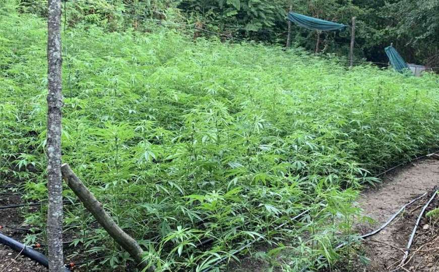 Albanska vlada odlučila: Legalizovat ćemo marihuanu u medicinske svrhe