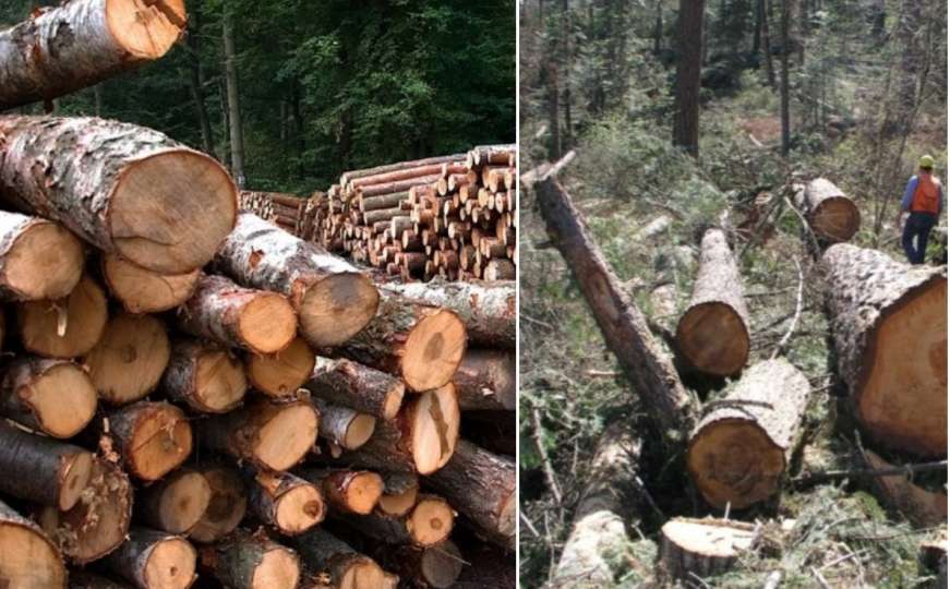Optuženo 15 osoba zbog krađe državne i privatne šume: Evo o kome se radi