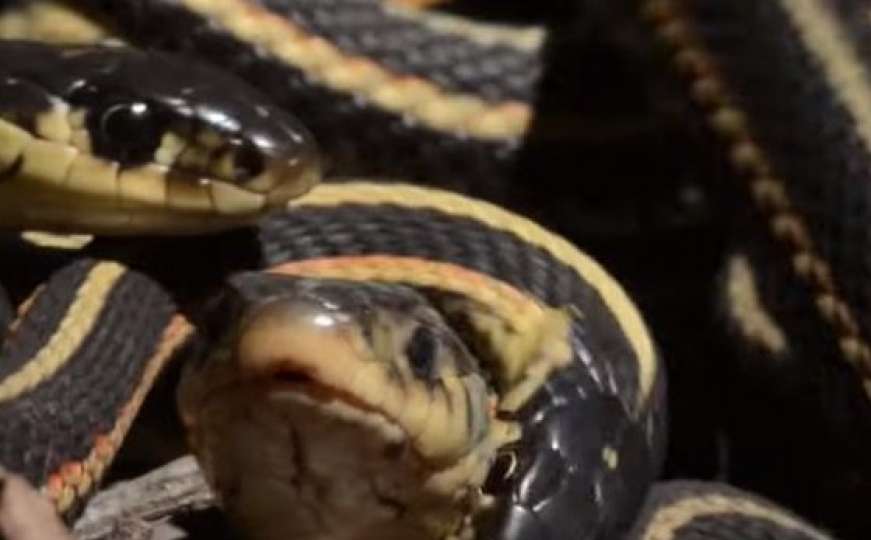 Pronađena opasna zmija u Europi za čiji otrov nema lijeka 