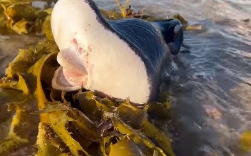 Zastrašujuće stvorenje snimljeno na plaži: "Nikada nešto slično nisam vidio"