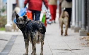 Strava u Srbiji: Čopor pasa izujedao djevojčicu. U kritičnom je stanju