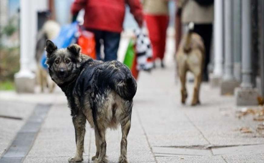 Strava u Srbiji: Čopor pasa izujedao djevojčicu. U kritičnom je stanju