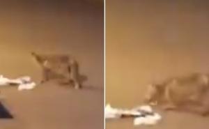 Nevjerovatan snimak iz Beograda: Lisica šeta ispred bolnice 