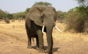 Zastrašujuća smrt: Slon zgnječio istraživača u Africi