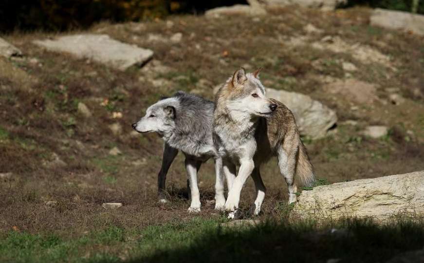 GSS spasio planinare koji su naišli na čopor vukova na planini Lisac