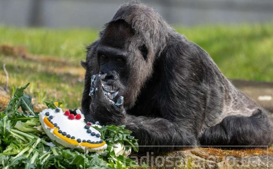 Najstarija gorila na svijetu proslavila 65. rođendan! 