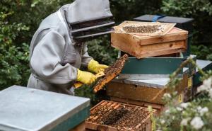Hrvatski pčelari u očaju: "Duša me boli, ovo je strašno"