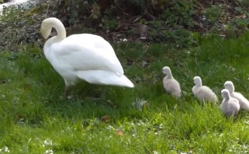 Pogledajte kako bebe labudovi na Vrelu Bosne prvi put istražuju svijet oko njih