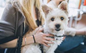 Planirate na put sa svojim ljubimcem preko granice. Evo šta vam je potrebno