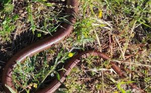 Porodica iz BiH ima blavora za kućnog ljubimca: Svi ga vole i hrane