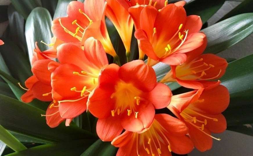 Cvijeće i feng shui: Ova egzotična ljepotica je magnet za sreću