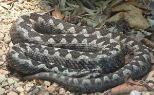 Srbija: Muškarca ujeo poskok u dvorištu, hitno prebačen u bolnicu