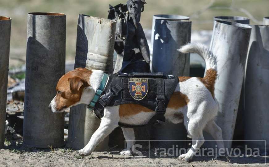 Zelenski odlikovao psa koji je otkrio više od 200 mina od početka rata u Ukrajini