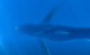 Snimljen morski pas u Jadranskom moru: Beštija veća od dva metra i teža od 100 kg