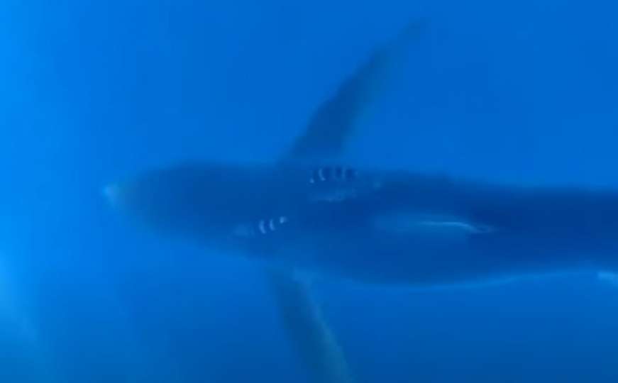 Snimljen morski pas u Jadranskom moru: Beštija veća od dva metra i teža od 100 kg