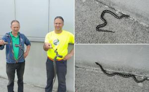 Radnici uplašeni: Poskoci u blizini firme u Hrvatskoj