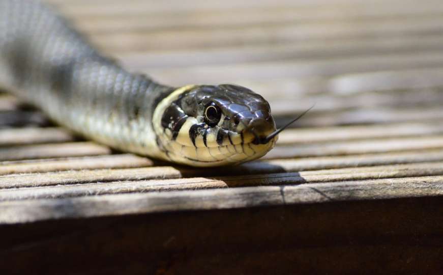 Najezda zmija u bh. gradu: Samo u maju uhvaćene tri otrovnice