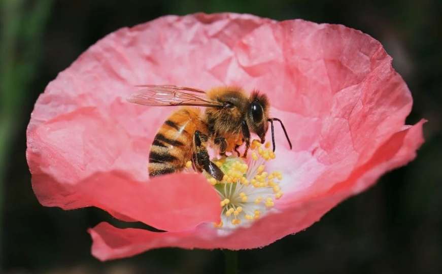 Danas je svjetski dan pčela - kako sačuvati ova iznimno važna bića?