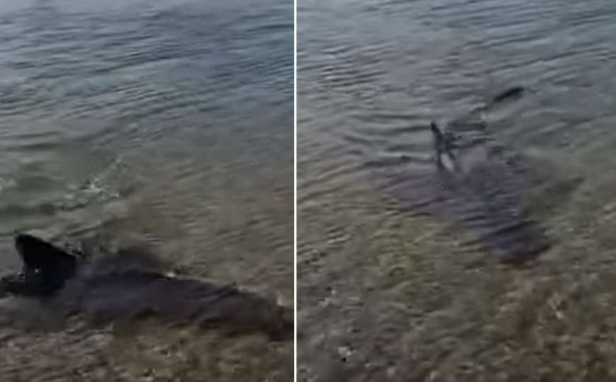 Morski pas snimljen u Jadranskom moru