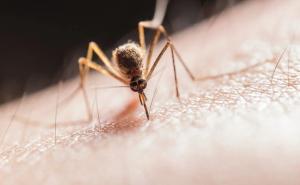 Napadaju vas komarci? Posadite biljke koje će ih otjerati i iz doma i iz vrta