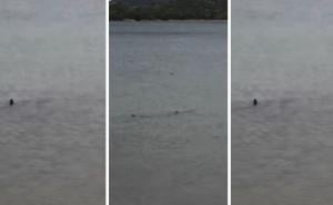 Snimljen (još jedan) morski pas na Jadranu