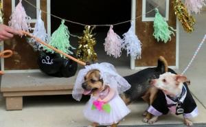 Amerikanci psima iz skloništa organizirali su vjenčanje: 'Nerazdvojni su'