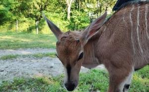 Pionirska dolina i zoo vrt bogatiji za nekoliko "bebica"