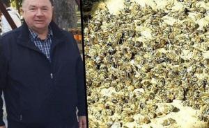 Veliki pomor pčela u bh. susjedstvu: ‘Prestrašno, sve su umrle u roku od 24 sata‘